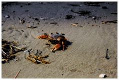 St. Peter Ording