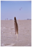 St Peter Ording