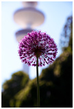 Planten un Bloomen