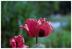 Planten un Bloomen