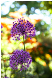 Planten un Bloomen