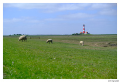 Westerhever