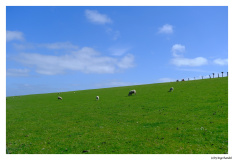 Westerhever