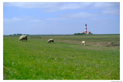 Westerhever