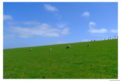 Westerhever