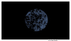 Moon (Blumenmond)