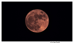 Moon (Blumenmond)