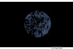 Moon (Blumenmond)