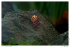orange Posthornschnecke