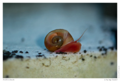 Posthorschnecke