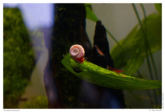 Posthornschnecke