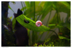 Posthornschnecke
