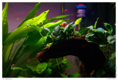Im Aquarium