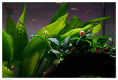 Im Aquarium