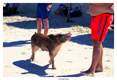 Schweinetour