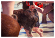 Schweinetour