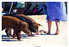 Schweinetour