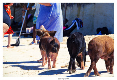 Schweinetour