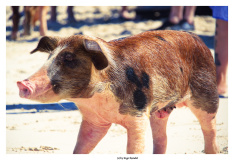 Schweinetour