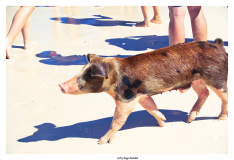 Schweinetour