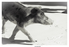 Schweinetour
