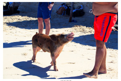 Schweinetour