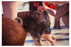 Schweinetour