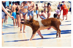 Schweinetour