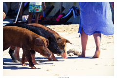Schweinetour