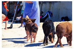 Schweinetour