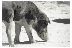 Schweinetour