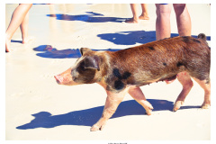 Schweinetour