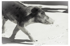 Schweinetour