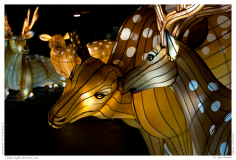 China Light Festival 2019