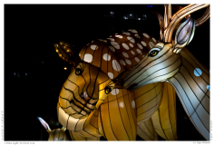 China Light Festival 2019