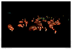 China Light Festival 2019