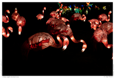 China Light Festival 2019