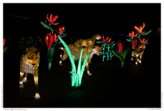 China Light Festival 2019