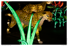 China Light Festival 2019