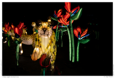 China Light Festival 2019