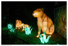 China Light Festival 2019