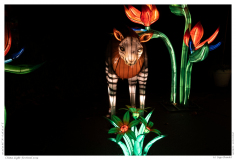 China Light Festival 2019