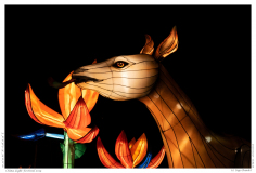 China Light Festival 2019