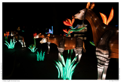 China Light Festival 2019