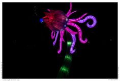 China Light Festival 2019