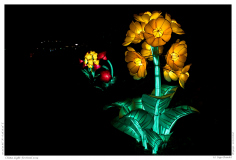 China Light Festival 2019