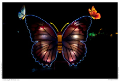 China Light Festival 2019