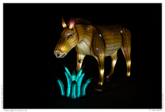 China Light Festival 2019