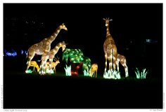 China Light Festival 2019