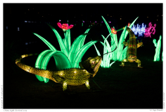 China Light Festival 2019